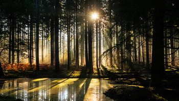 Herstzon auf der Veluwe