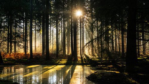 Herstzon auf der Veluwe