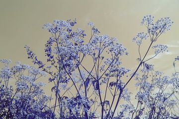 Sungaze - bläuliche Ausgabe von QEIMOY