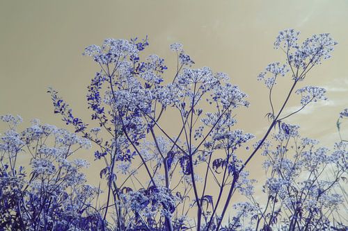 Sungaze - blueish edition