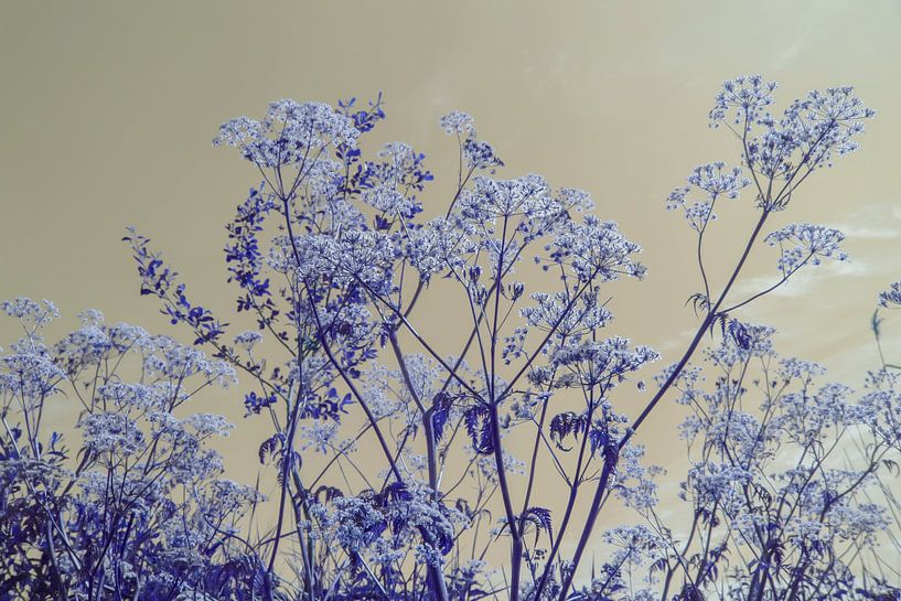 Sungaze - blueish edition by QEIMOY