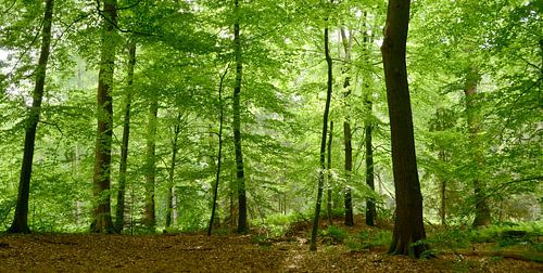 Light through the beech trees
