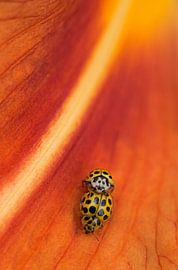 Coccinelle du citron sur Ruurd Jelle Van der leij