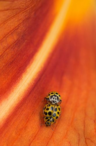 Citroenlieveheersbeestje