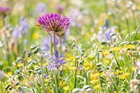 Wilde bloemen