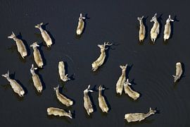 Ein Rudel Hirsche auf der Veluwe von Marco van Middelkoop