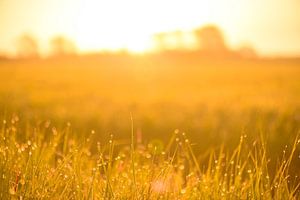 Sunrise over a field with dew on the grass during this early morning in spring