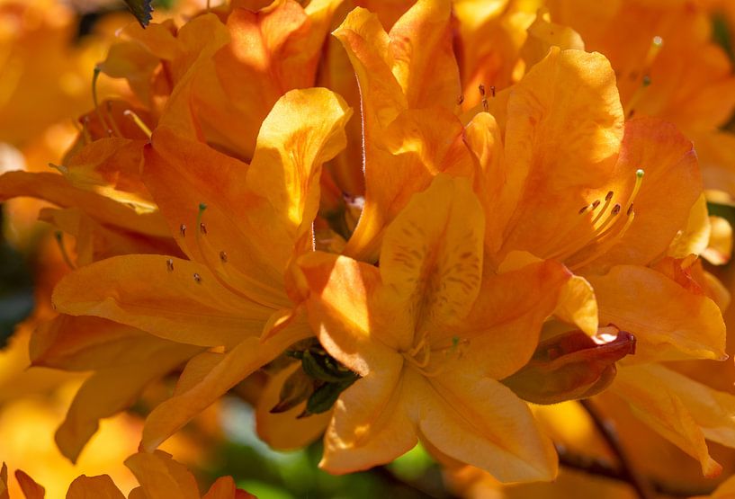 Plaisir du jardin avec l'Azalia à fleurs orange par Jolanda de Jong-Jansen