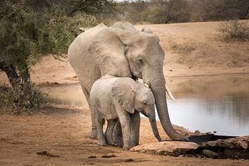 Elefant mit Kalb von Thomas Froemmel