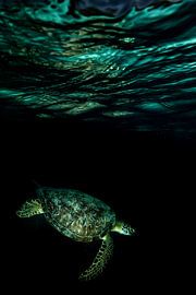 Dans la nuit sur Serge Melesan