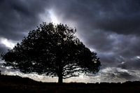 Big old black tree. grote zwarte oude boom 