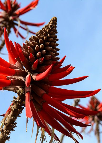 rode bloesems van Alex Neumayer
