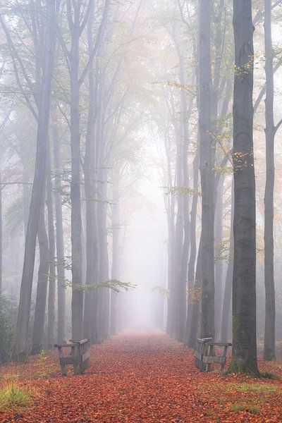 November by Esmeralda holman