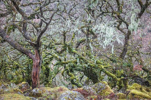 Wistmans Wood eeuwenoud eikenbos op Dartmoor