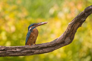 ijsvogel op stam met visje