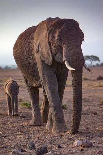 Mamma olifant met kleintje