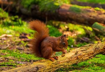 Eichhörnchen von Merijn Loch