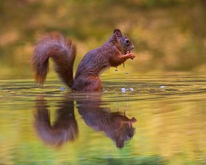 The squirrel, dining in the lake. von Vincent Willems