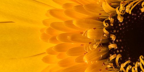 Zonnige gele panorama