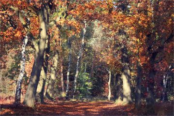 the beauty of autumn....! van Els Fonteine