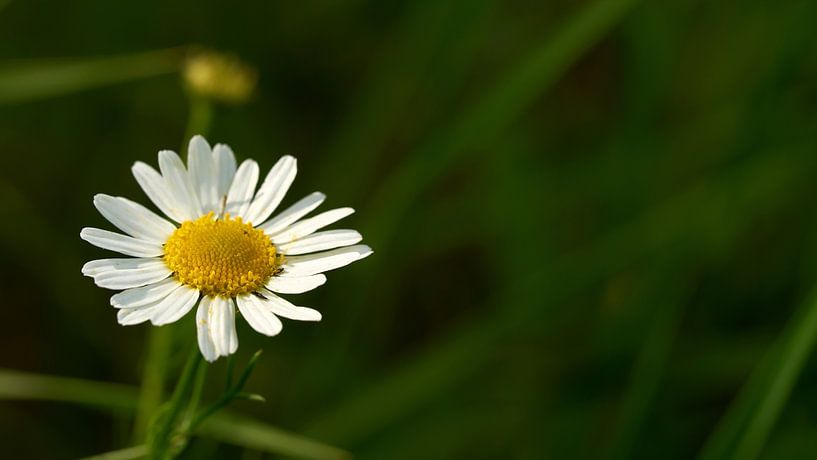 Daisy flower by Heiko Kueverling
