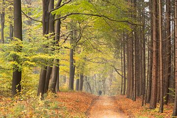 Sentier forestier sur la crête de la colline d'Utrecht sur Peter Haastrecht, van