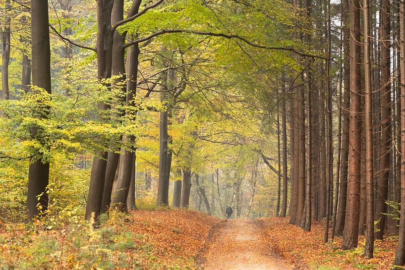 Forest path on the Utrecht Hill Ridge by Peter Haastrecht, van