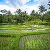Boer aan het werk op groen rijstveld in Bali Indonesië van Jeroen Cox