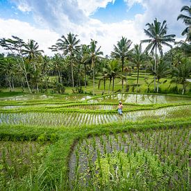 Un agriculteur au travail sur une rizière verte à Bali en Indonésie sur Jeroen Cox