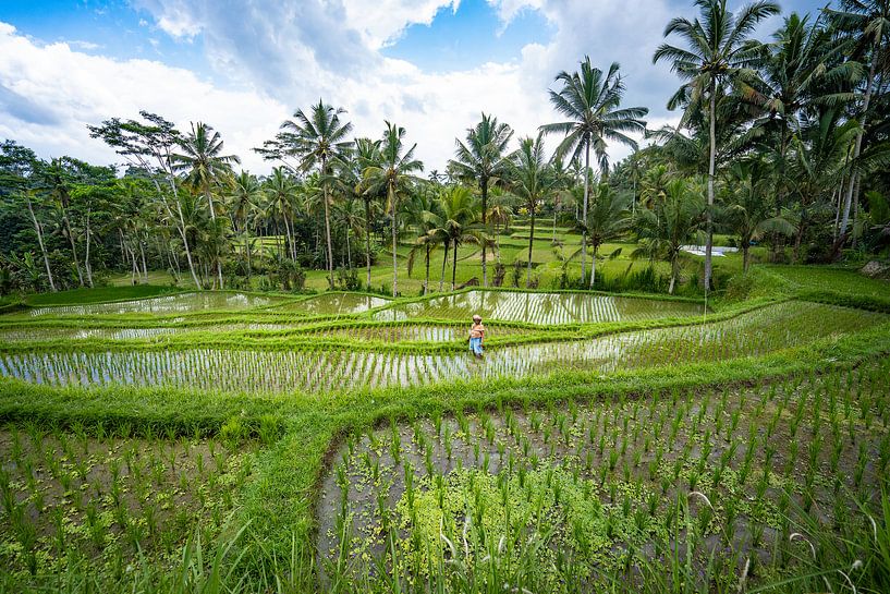 Boer aan het werk op groen rijstveld in Bali Indonesië van Jeroen Cox