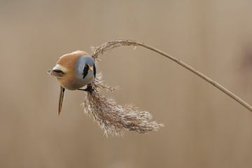 Baardmannetje van Han Peper