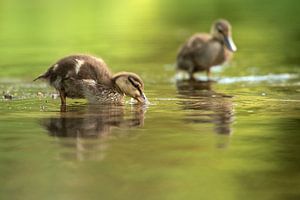 Eendjes