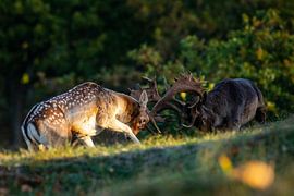 Fighting bucks by Barbara Verstraate