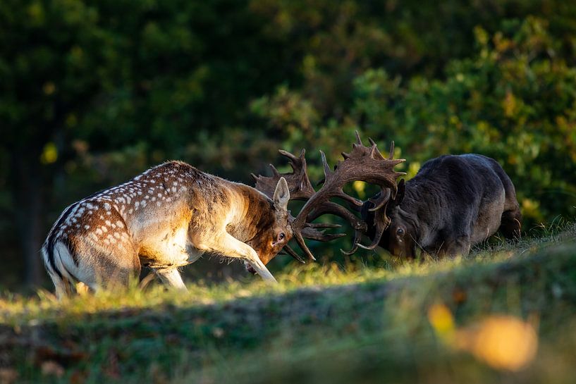 Combattre les mâles par Barbara Verstraate