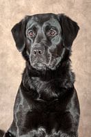 Labrador