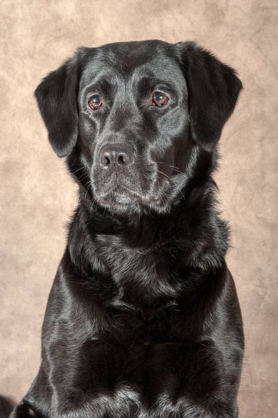Labrador by Tony Wuite