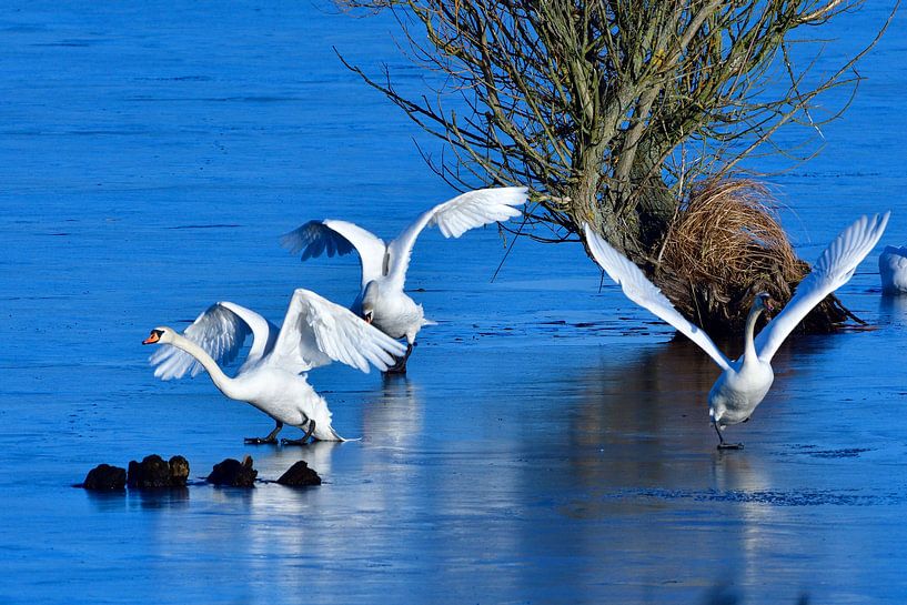 Mute Swans by Karin Jähne
