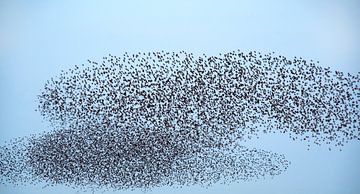 Starling swarm4 by Franke de Jong