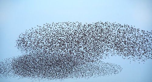Starling swarm4