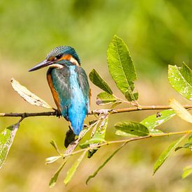 kingfisher on willow branch by Stobbe; stiltegrafie