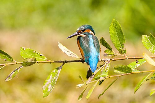 ijsvogel op wilgentak