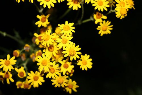 Gele Bloemetjes