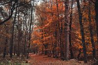 Golden autumn colours