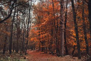 Couleurs dorées de l'automne