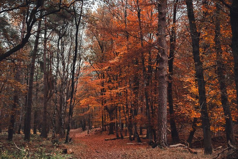 Couleurs dorées de l'automne par Stefanie de Boer