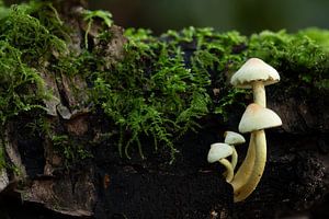 Champignons jaunes sur un tronc d'arbre sur Peter van Dam