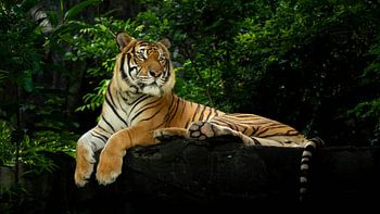 Tiger liegt in der Sonne und genießt die Sonne