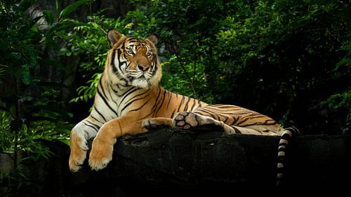 Tiger lying down enjoying the sun