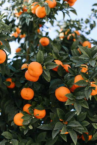 Spanische Orangen am Baum | Spanien | Orange | Botanisches Foto