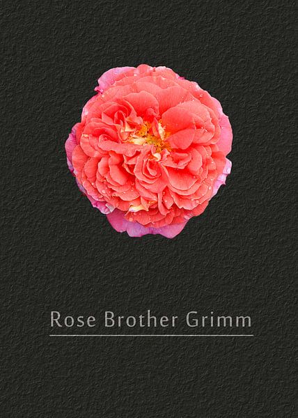 Rose "Gebrüder Grimm" van Leopold Brix